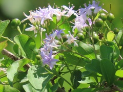 Ehretia rigida nervifolia