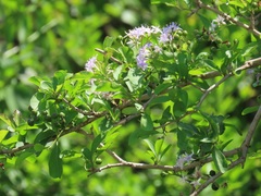 Ehretia rigida nervifolia