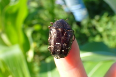 Protaetia orientalis
