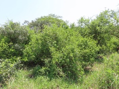 Ehretia rigida nervifolia
