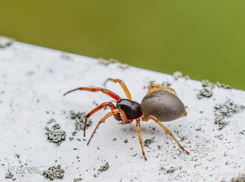 Broad-faced Sac Spider