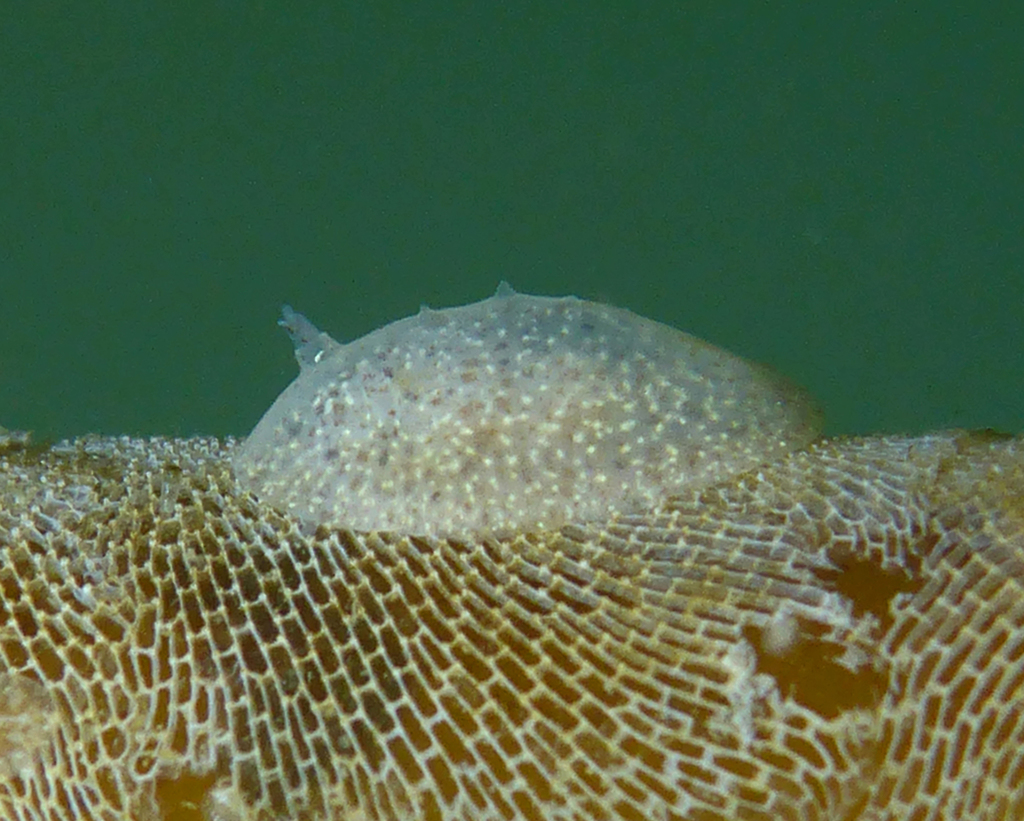 Corambe