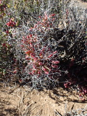 Tylecodon reticulatus