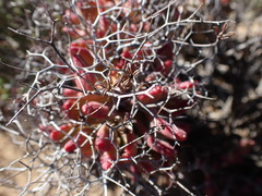 Tylecodon reticulatus