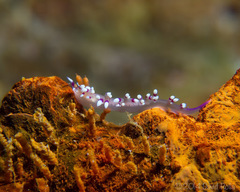 Coryphellina exoptata