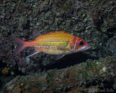 Gold-Lined Squirrelfish photo 4