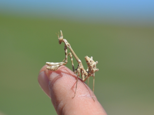 Empusa pennicornis