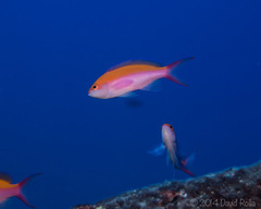 Nemanthias bicolor