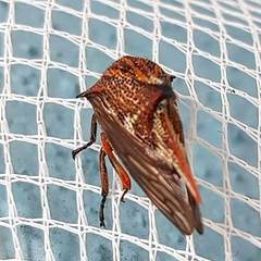 Umbonia reclinata