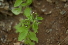 Stevia micrantha