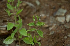 Stevia micrantha