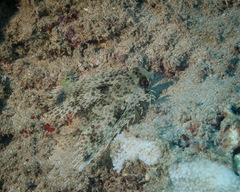 Dactyloptena orientalis