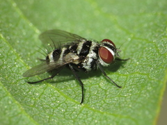 Trigonospila transvittata