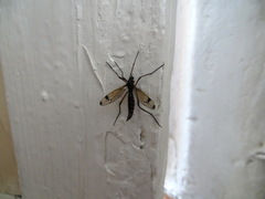 Dictenidia bimaculata