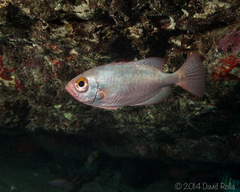 Heteropriacanthus carolinus