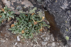Erigeron lanceolatus