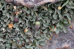 Erigeron lanceolatus