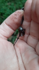 Platynus scrobiculatus