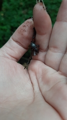 Platynus scrobiculatus