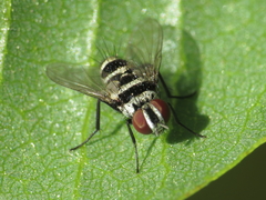 Trigonospila transvittata