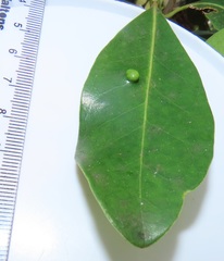 Eriophyes inermae
