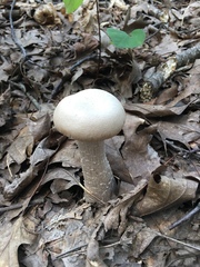 Laccaria ochropurpurea image