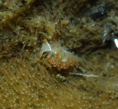 Coryphella cooperi
