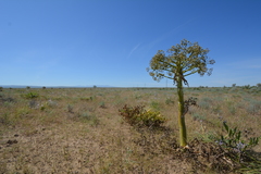 Ferula