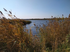 Phragmites australis
