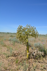 Ferula