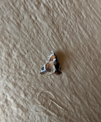 Eublemma costimacula