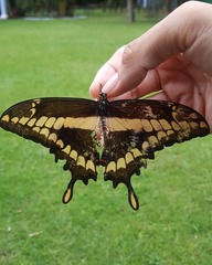 Heraclides thoas autocles