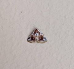 Eublemma costimacula