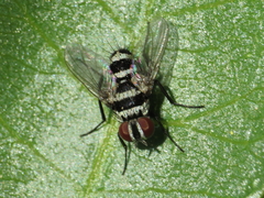 Trigonospila transvittata
