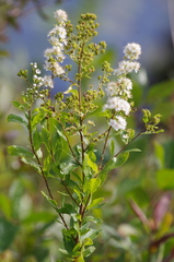 Spiraea alba alba
