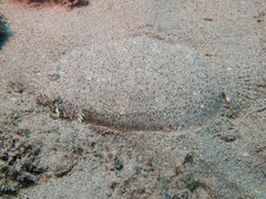 Leopard Flounder photo 3