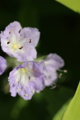 Hydrophyllum appendiculatum
