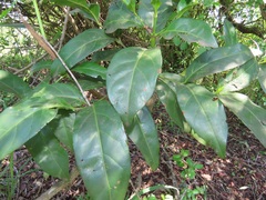 Kraussia floribunda