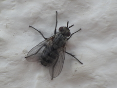 Triarthria setipennis