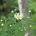 Panicled Aster - Photo no rights reserved