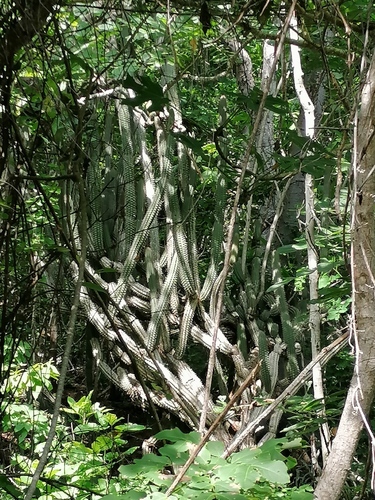 Pilosocereus collinsii