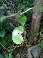 Jatropha sympetala