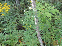 Symphyotrichum lanceolatum lanceolatum