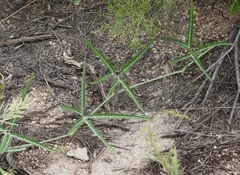 Cucurbita digitata