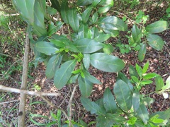 Kraussia floribunda
