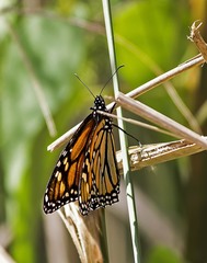 Danaus plexippus