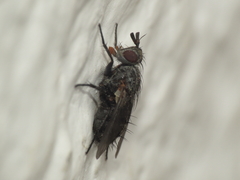 Triarthria setipennis