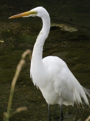 Ardea alba