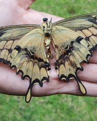 Heraclides thoas autocles