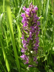 Dactylorhiza incarnata incarnata
